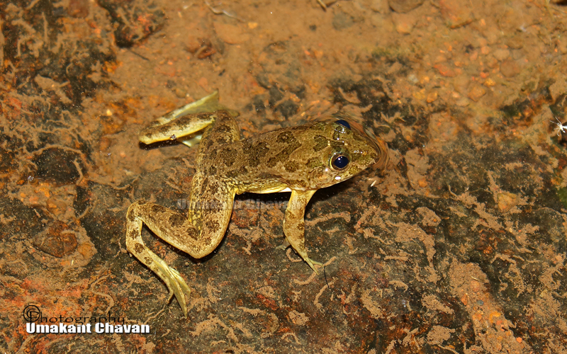 Common Skittering Frog